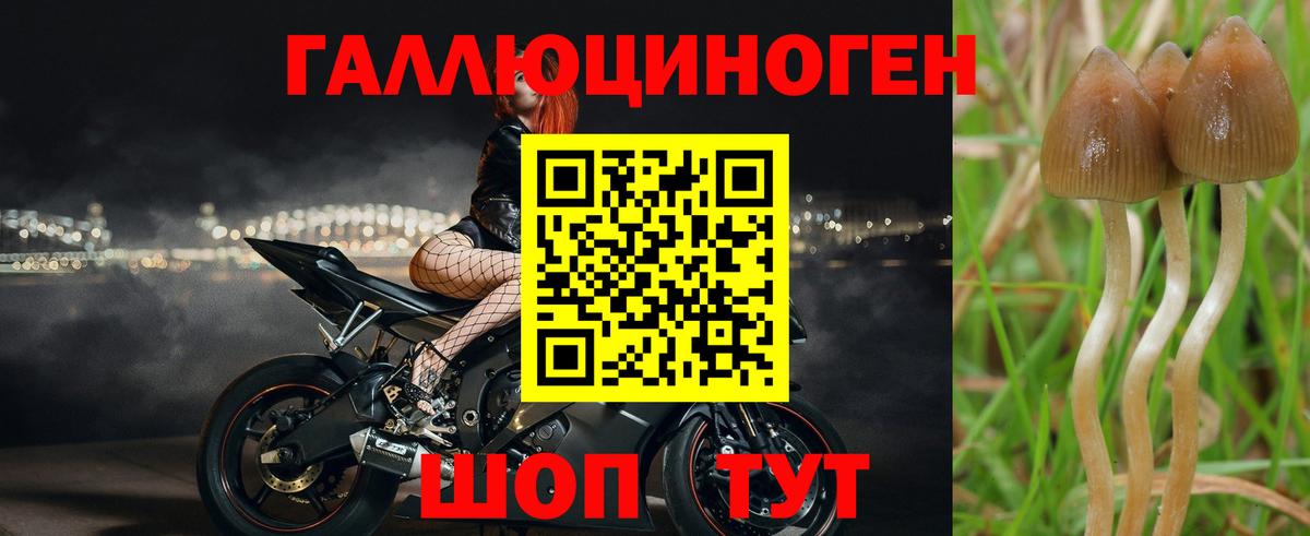 купить наркоту  Вход с VPN  Бердск  Псилоцибиновые грибы мухоморы 